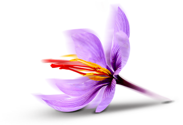 Abivard Saffron Image